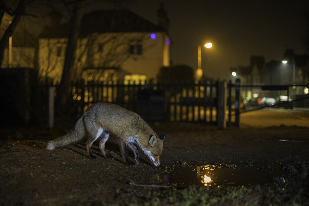 Urban foxes and other animals settle into cities, raise families