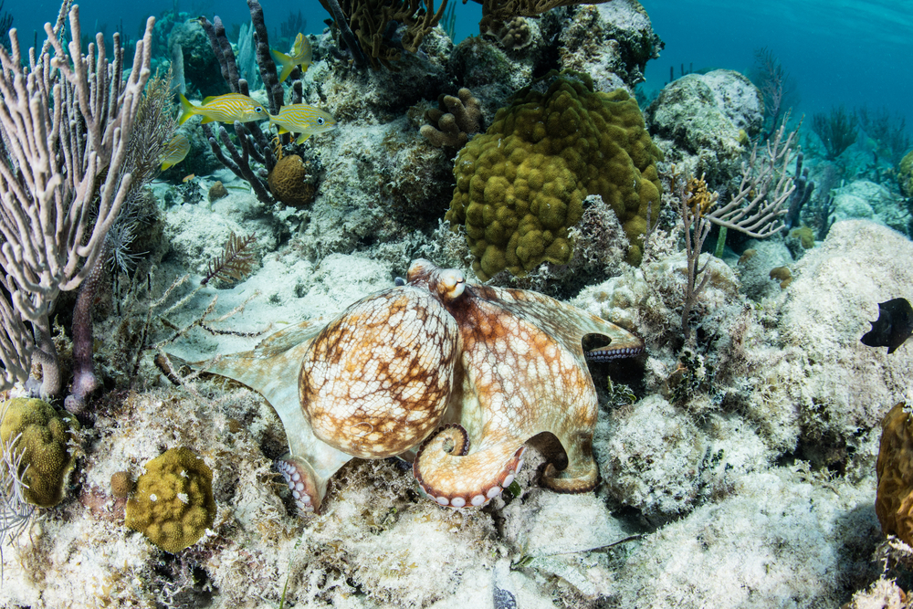 Tiny grazers could be the new heroes of Caribbean coral reefs