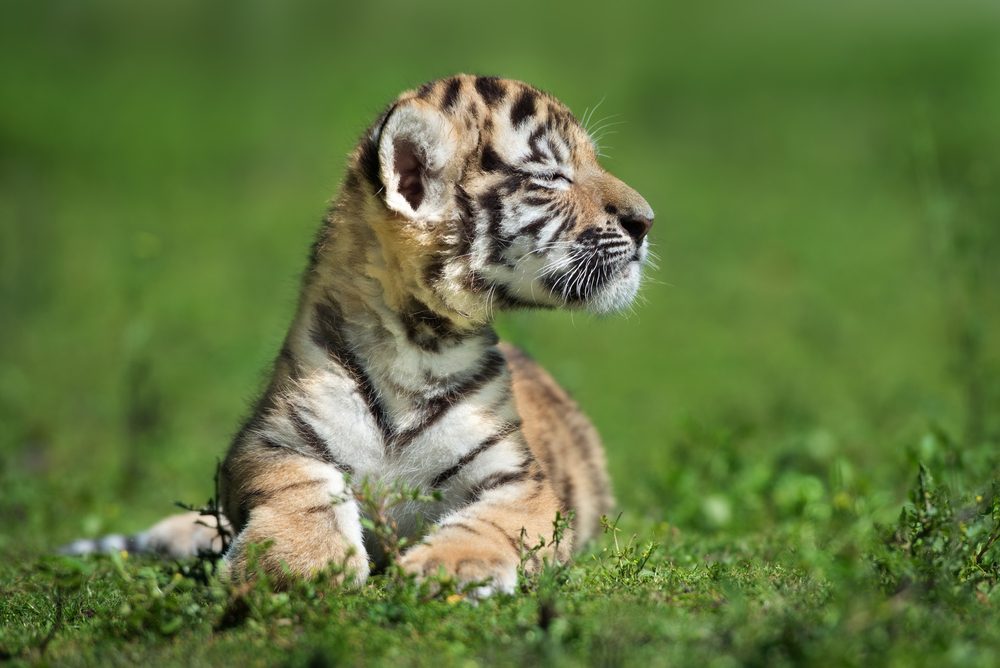 Amur tiger cub hand-raised by human foster parents after illness