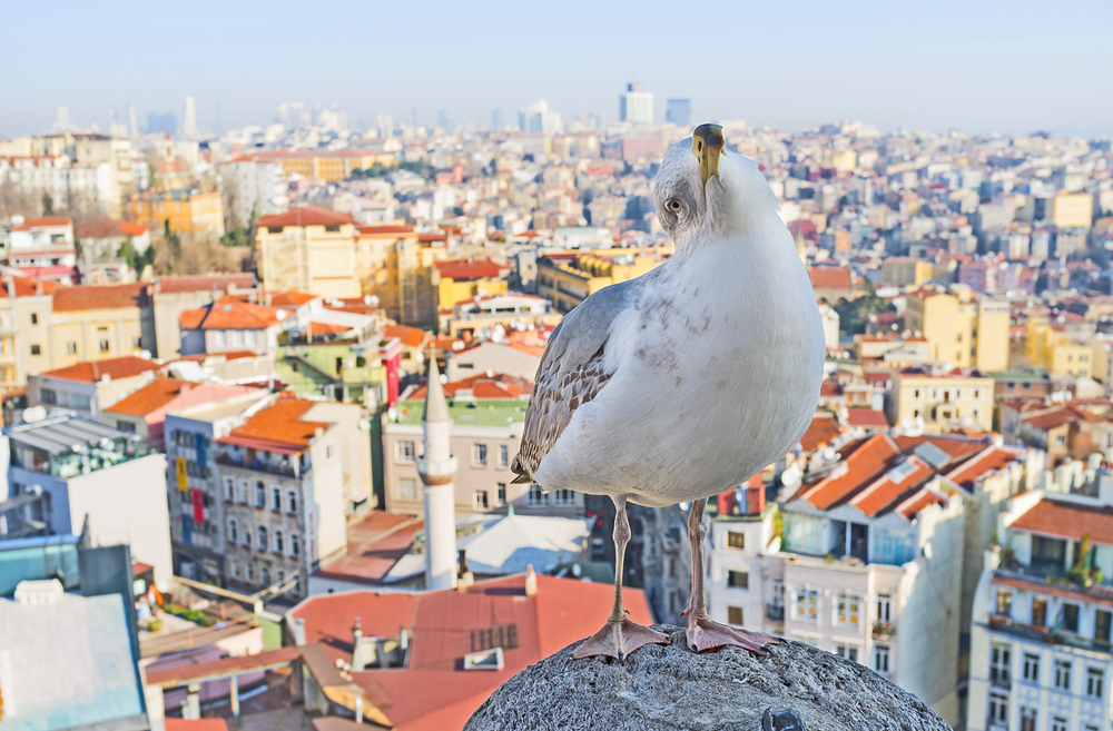 City life may influence plant and animal evolution