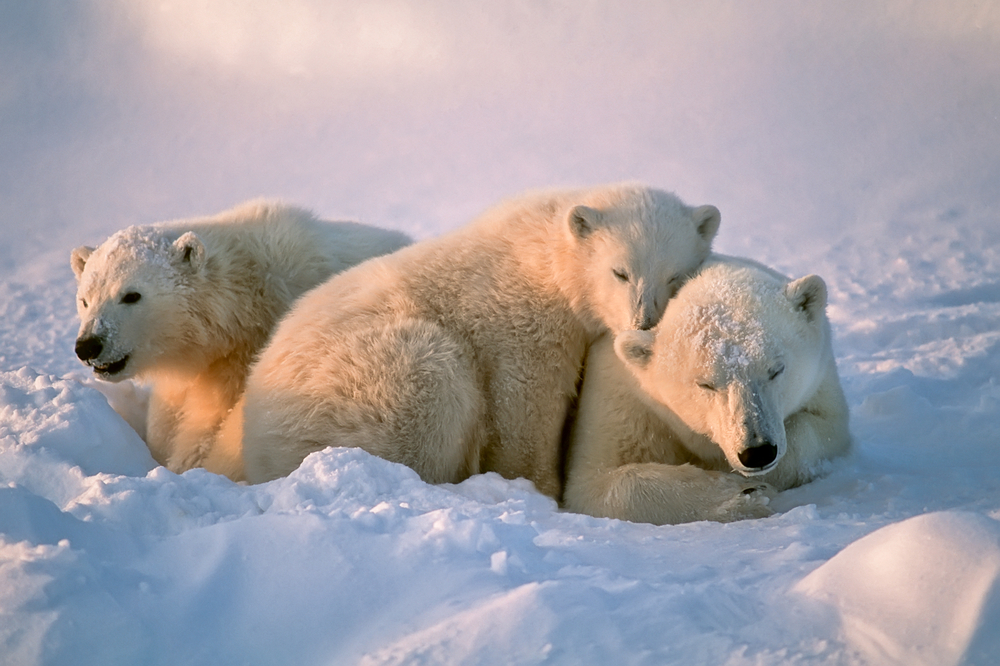 Arctic pollution is posing a new threat to vulnerable polar bears