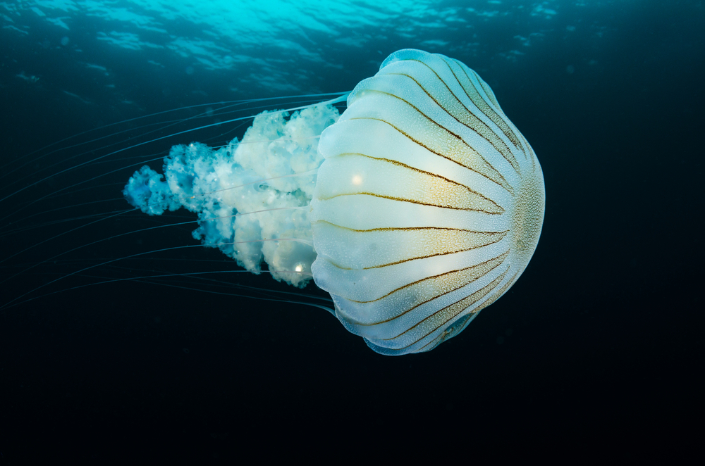 Brazilian researchers compile data on more than 900 jellyfish types