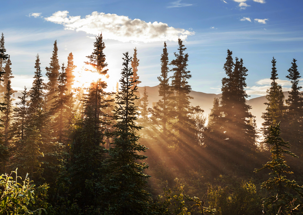 Yellow cedar trees in danger as temperatures rise, scientists say