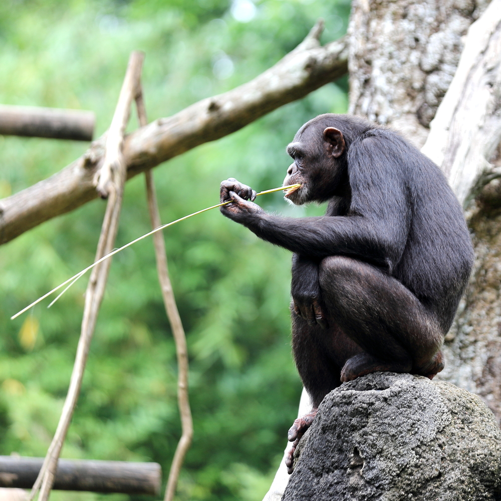 Chimpanzees found to make their own drinking sticks