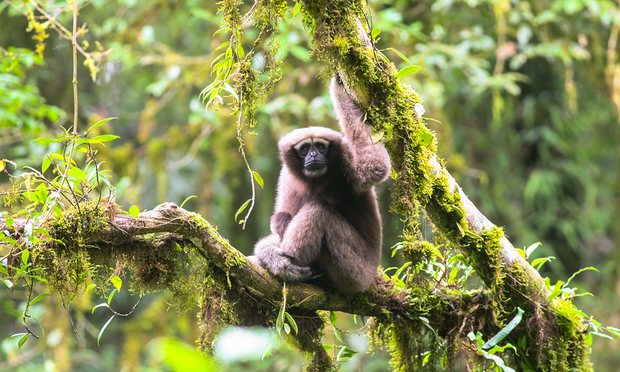 New species of gibbon found in Chinese rainforest