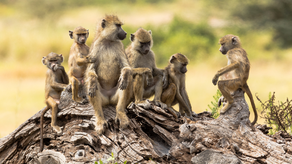 Baboon mating calls hold clues about ancient human speech