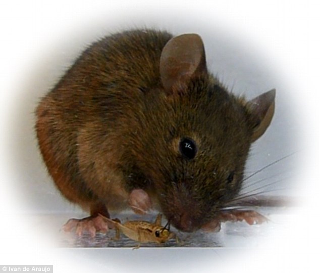 Scientists create food-driven killer mice