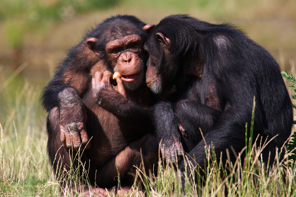 When chimps want to start a family, opposites attract