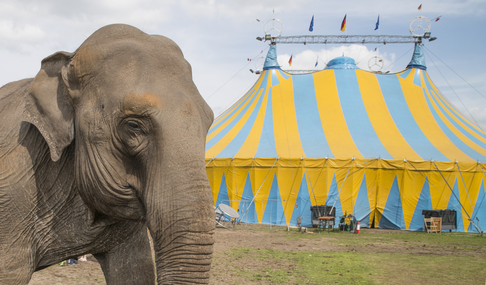 Circus closure prompts us to look at the history of performing animals