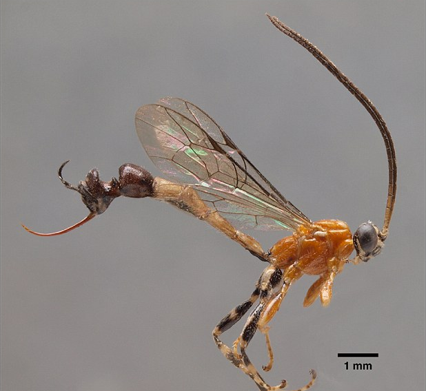 Bizarre ant-butt wasp makes scientists say, “Ay Carumba!”