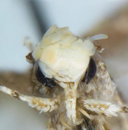 Moth with 'golden flake hairstyle' named after Donald Trump