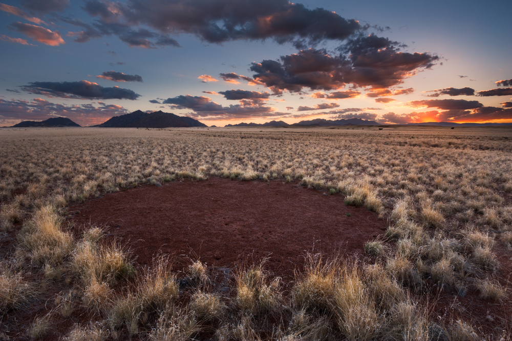 Scientist reveals the non-supernatural cause behind fairy circles