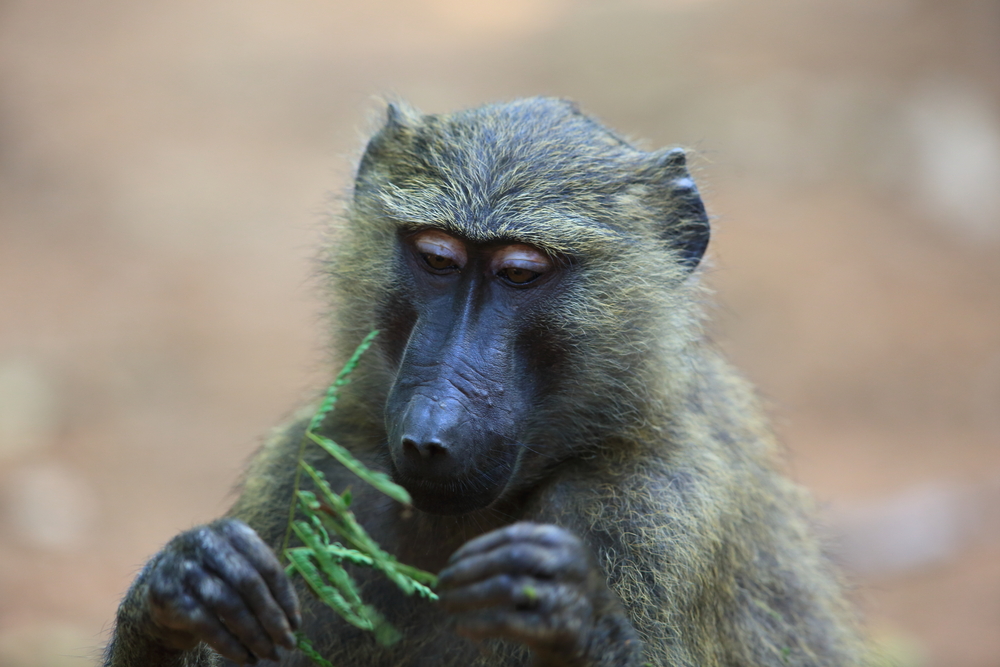 Monkey business: Baboons have math abilities on par with kids
