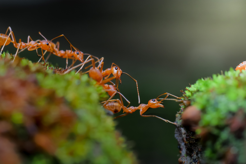 Studies show ants change jobs over their lifespan