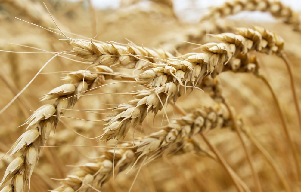 UK government approves GM super yield wheat trial