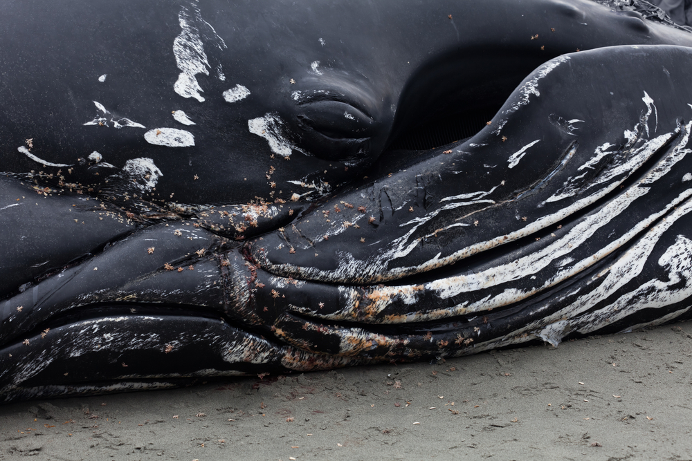 Dying whale found with 30 plastic bags in its stomach
