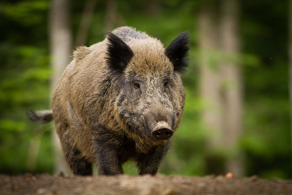 Wild boars, vampire bats, and rabies – oh my!