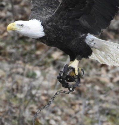 Wildlife experts concerned about bald eagle caught in leg trap