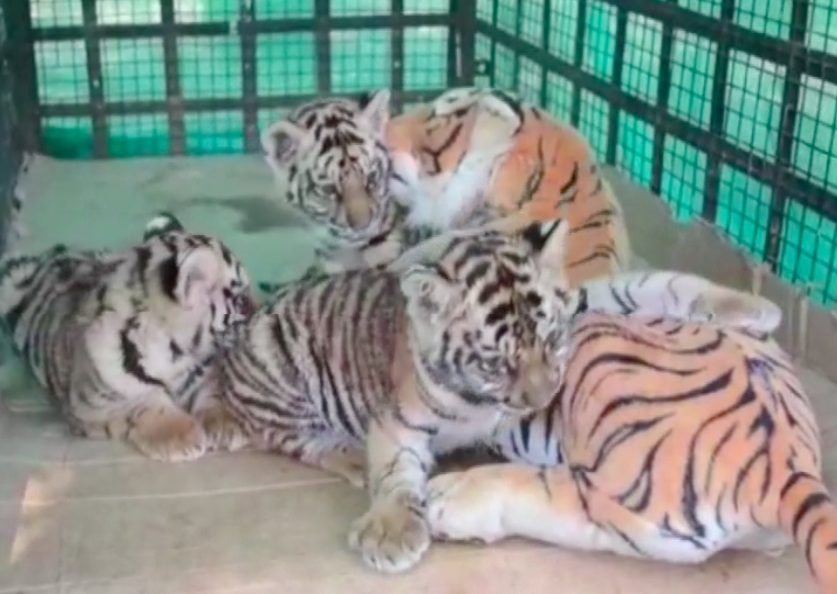 Stuffed toy helps three orphaned tiger cubs at mealtime