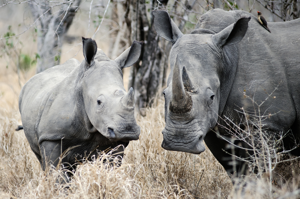 Hunted for their horns, black rhinos nearing extinction