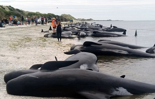 Mass whale stranding sends rescuers scrambling in New Zealand