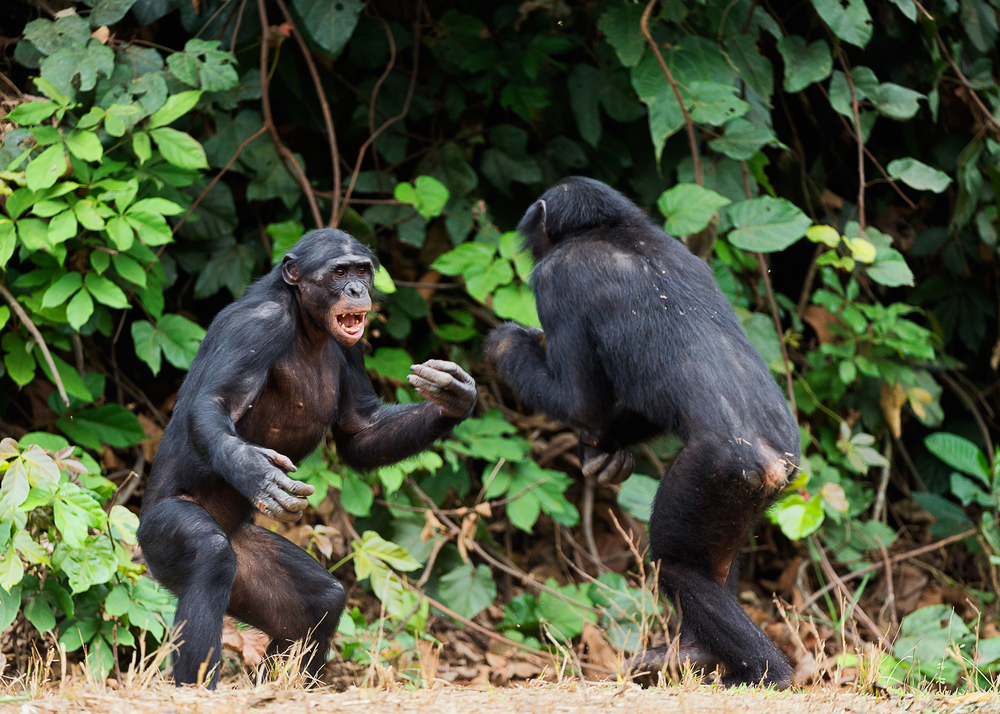 What do monkey fights tell us about animal society structure?