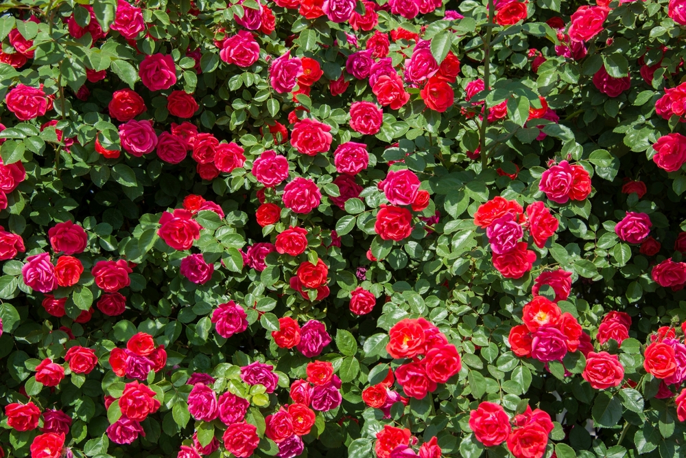 Roses are red and violets are blue – but why?