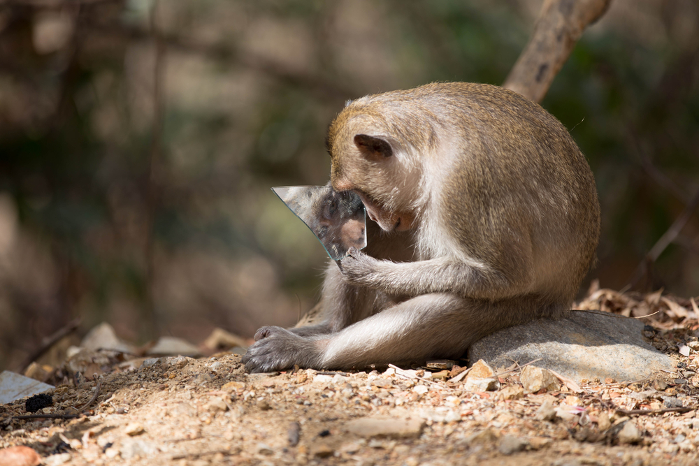Peek-a-boo! Monkeys can recognize themselves in the mirror