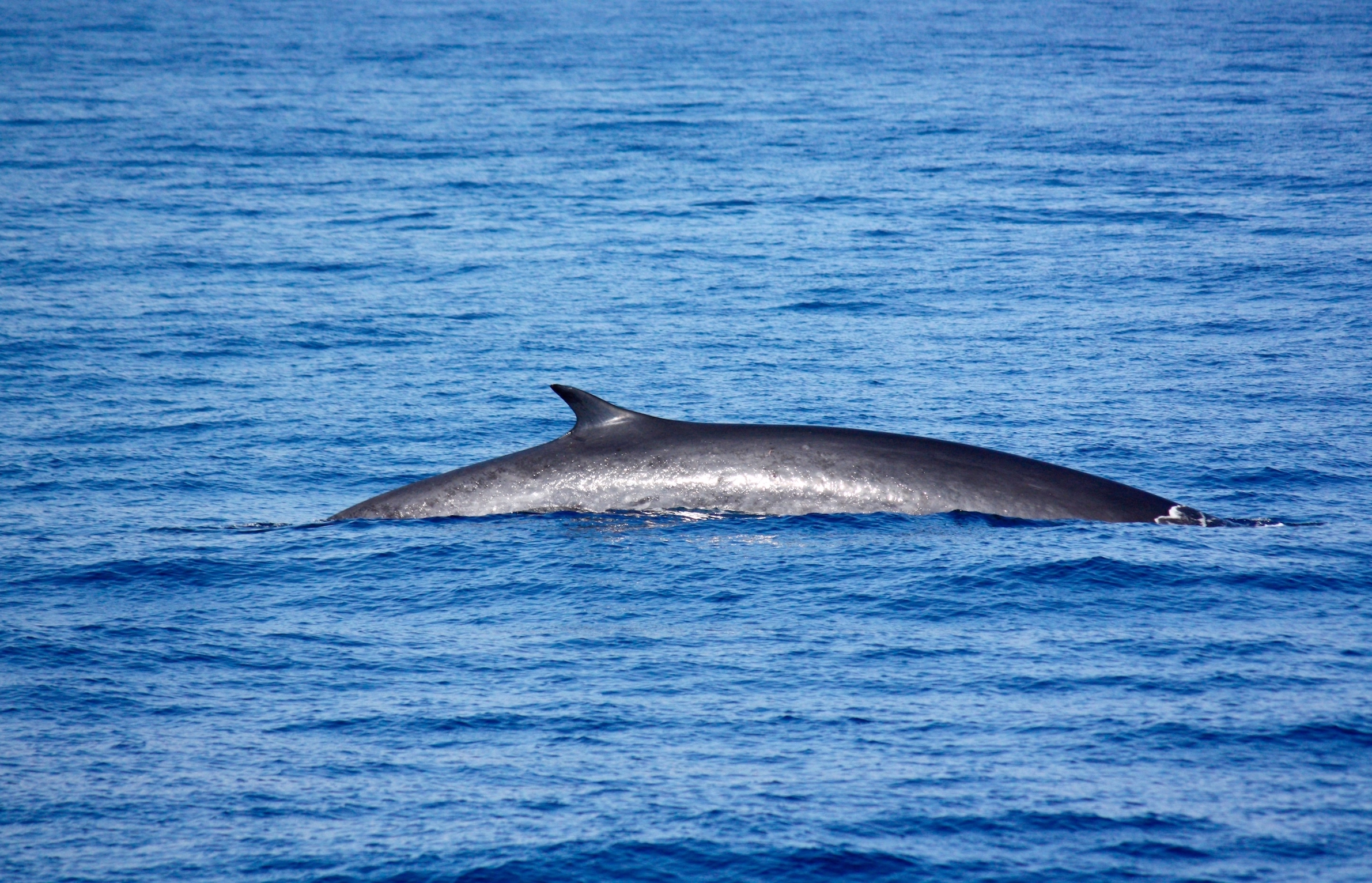 Fin whales use this funky trick to avoid injury while hunting