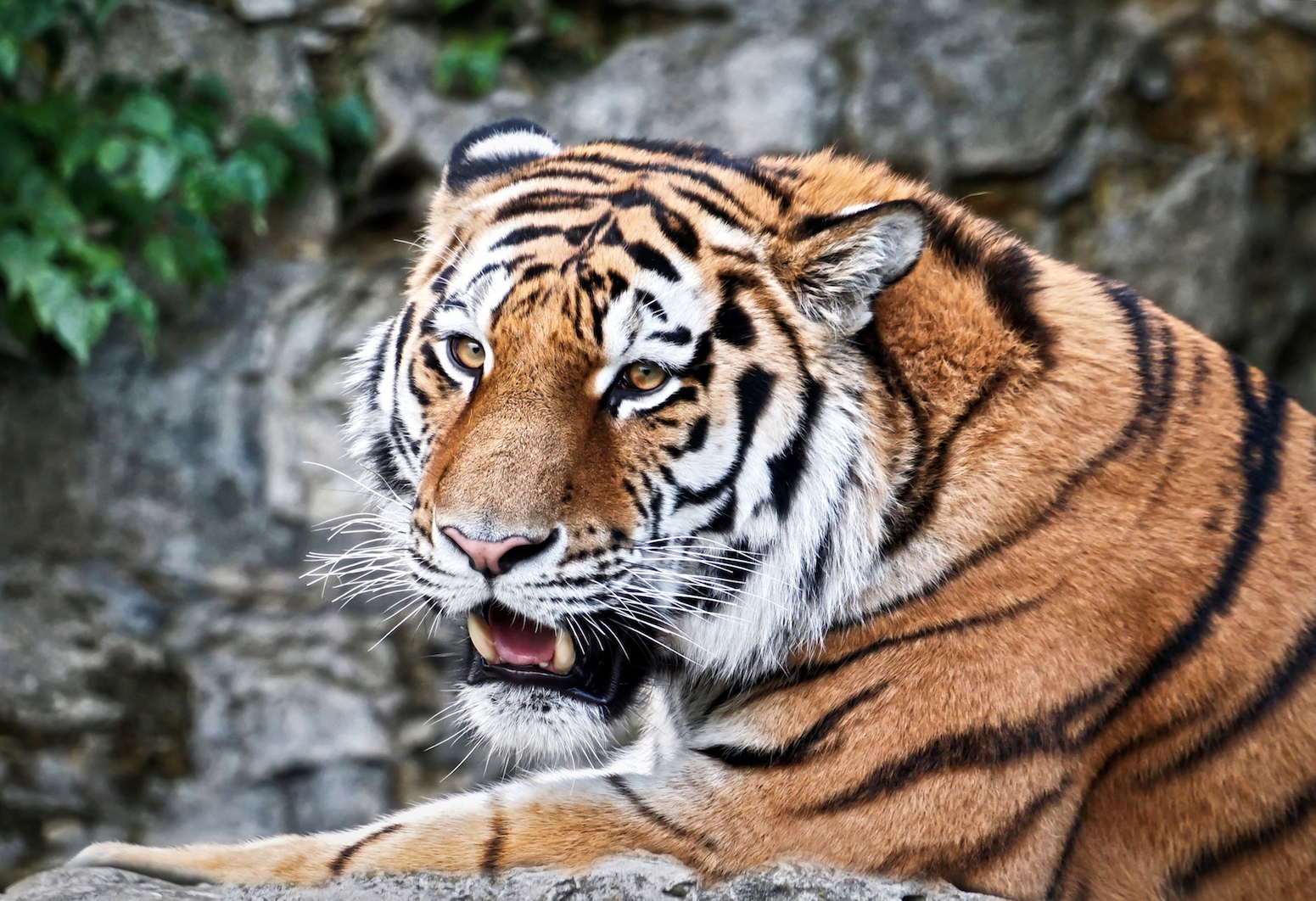 When big cats meet wild dogs, this is what happens...