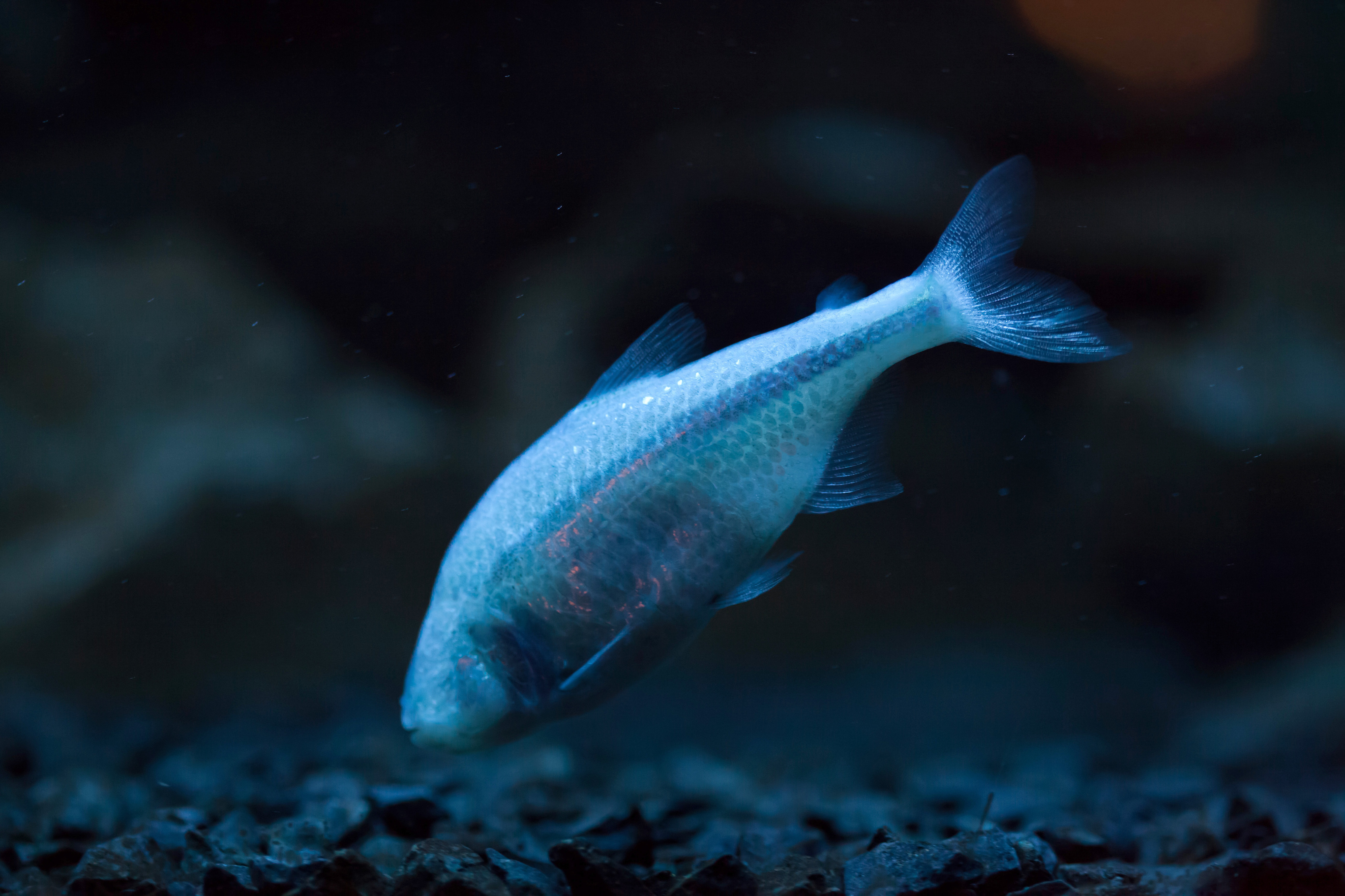 Do cavefish hold the answer for human sleep disorders?