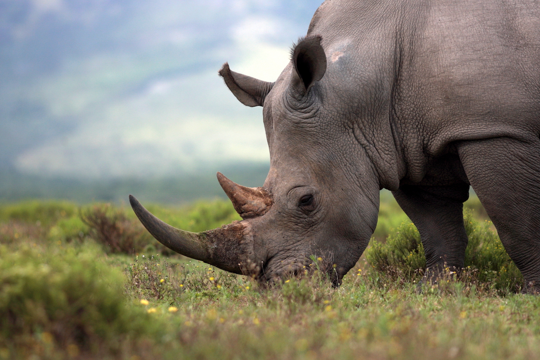 Rhinoceros poaching in Paris puts zoos worldwide on high alert