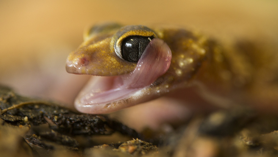 Mass extinction event occurred in Australia 35 million years ago