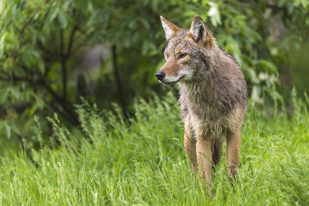 Ecologists ask: who's the better hunter, eastern coyotes or wolves?