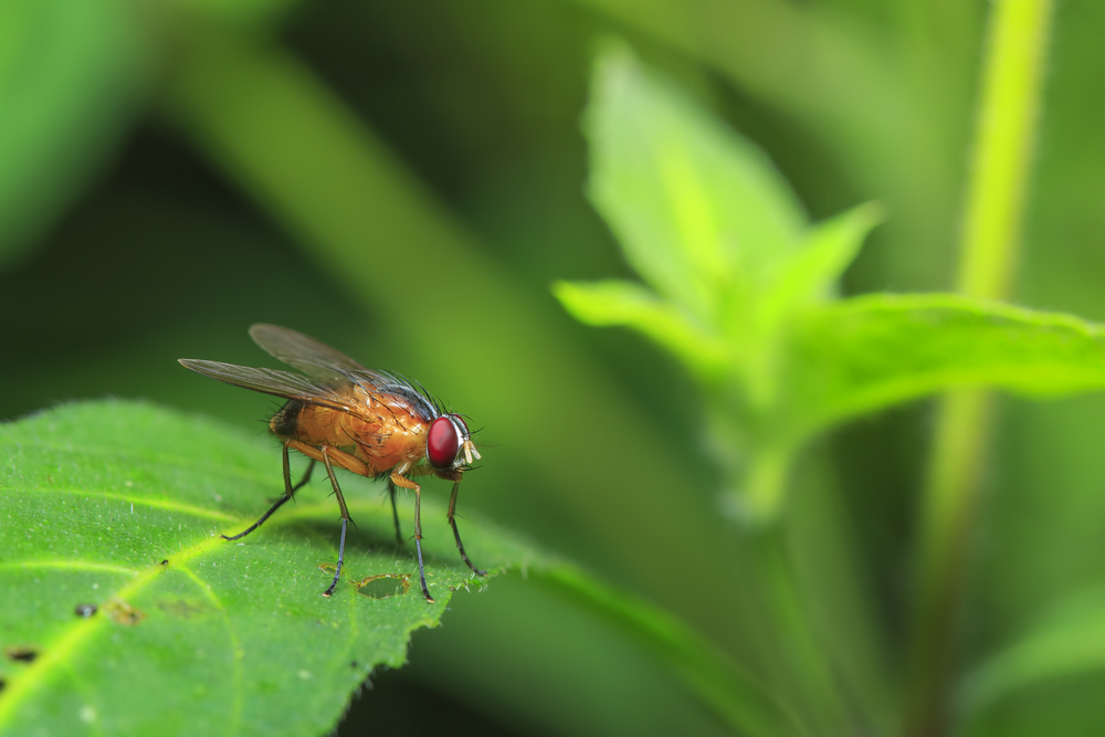 Obese fruit flies teach scientists about cold tolerance
