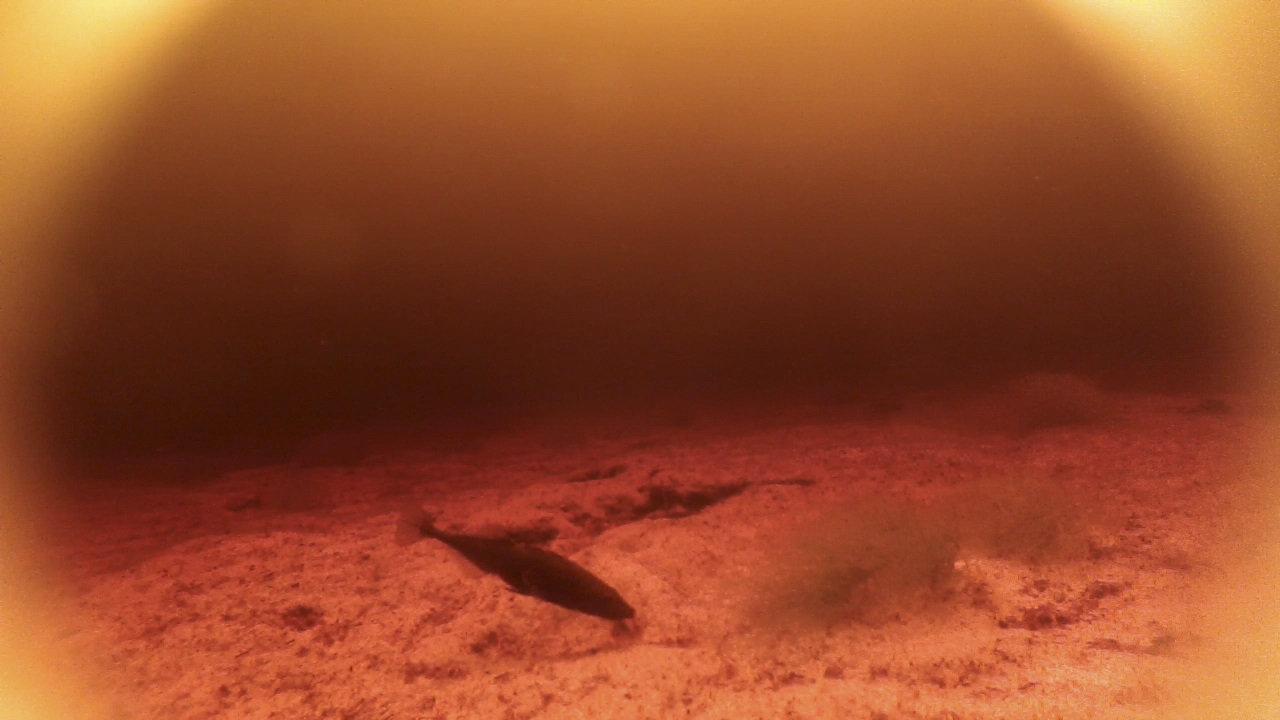 Fish converge in evolution to assimilate to dark water