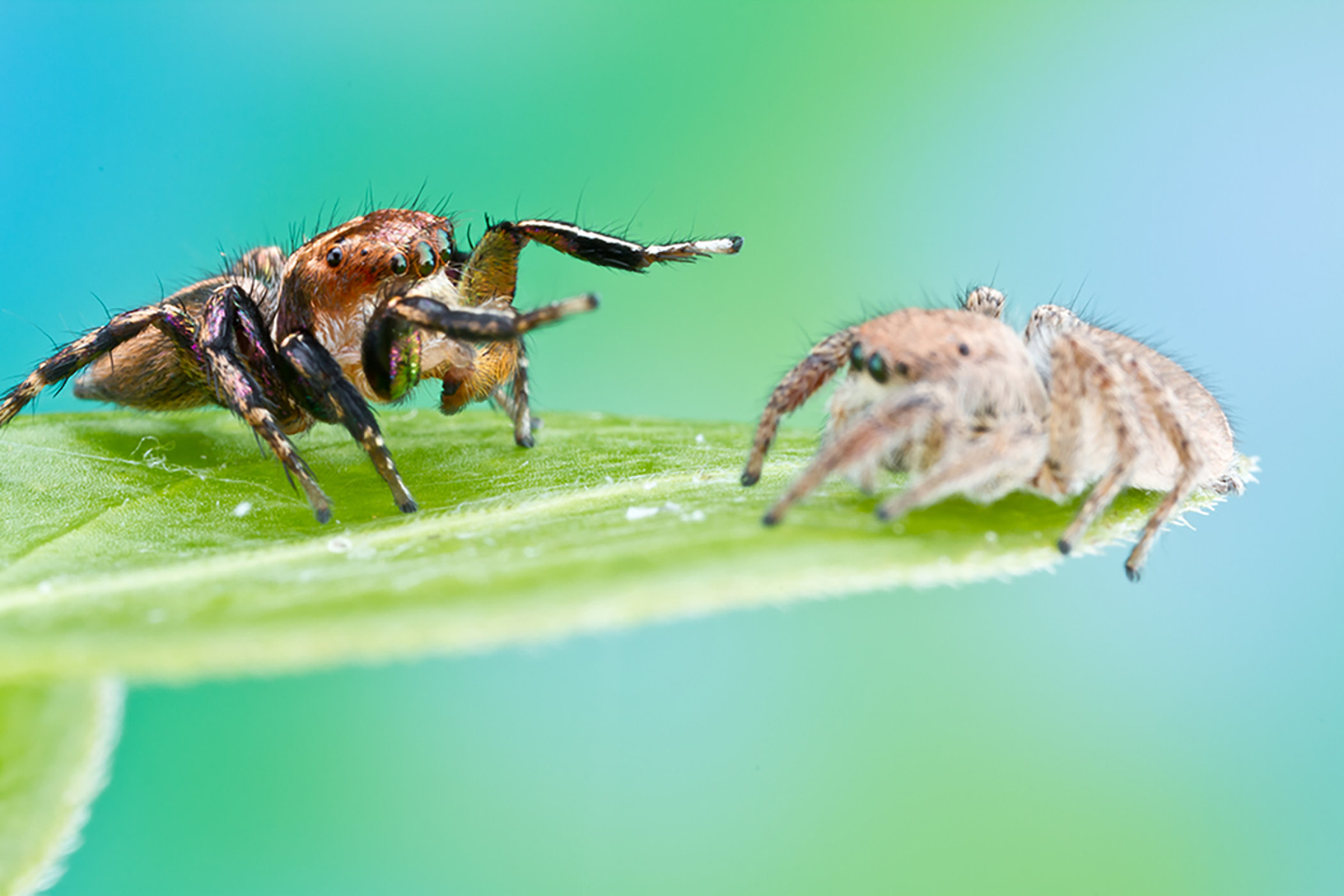 Male spiders have terrible game, risk getting eaten by females