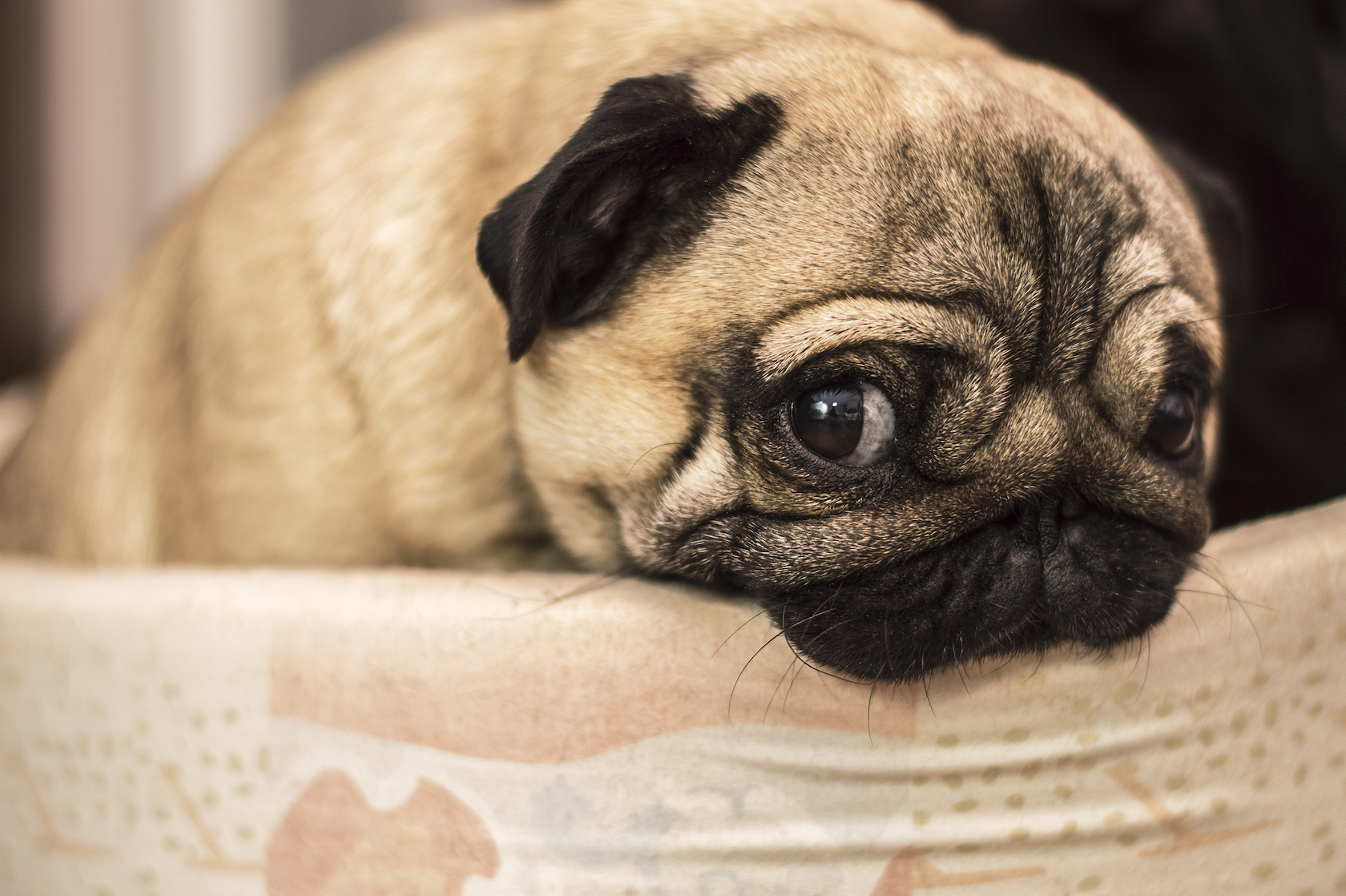 Why your dog looks so guilty: the science behind dog shaming