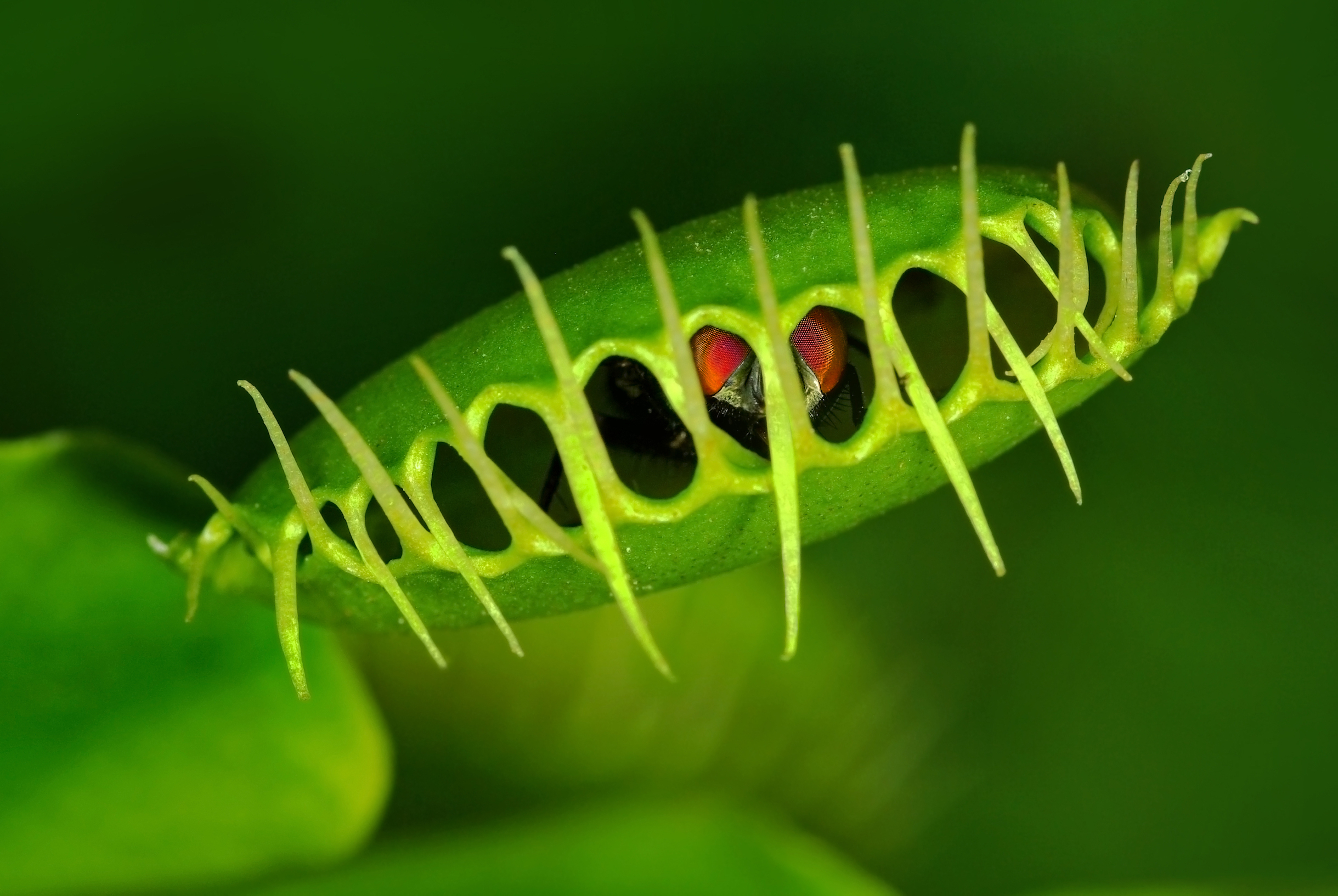 Secrets of the infamous Venus flytrap revealed