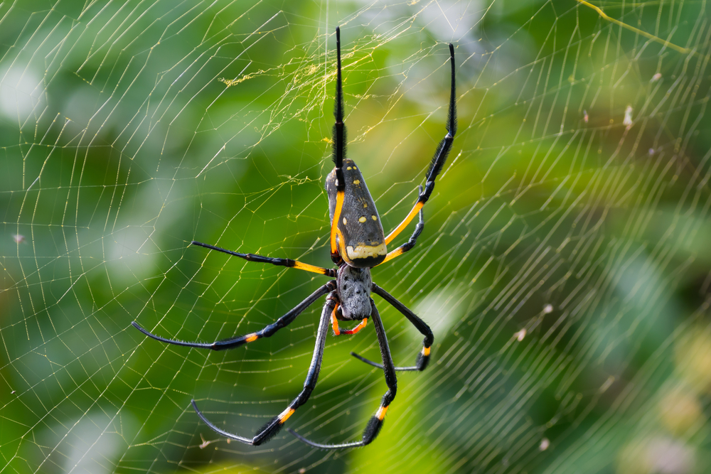 Scientists are using genetics to unwind the secrets of spider silk