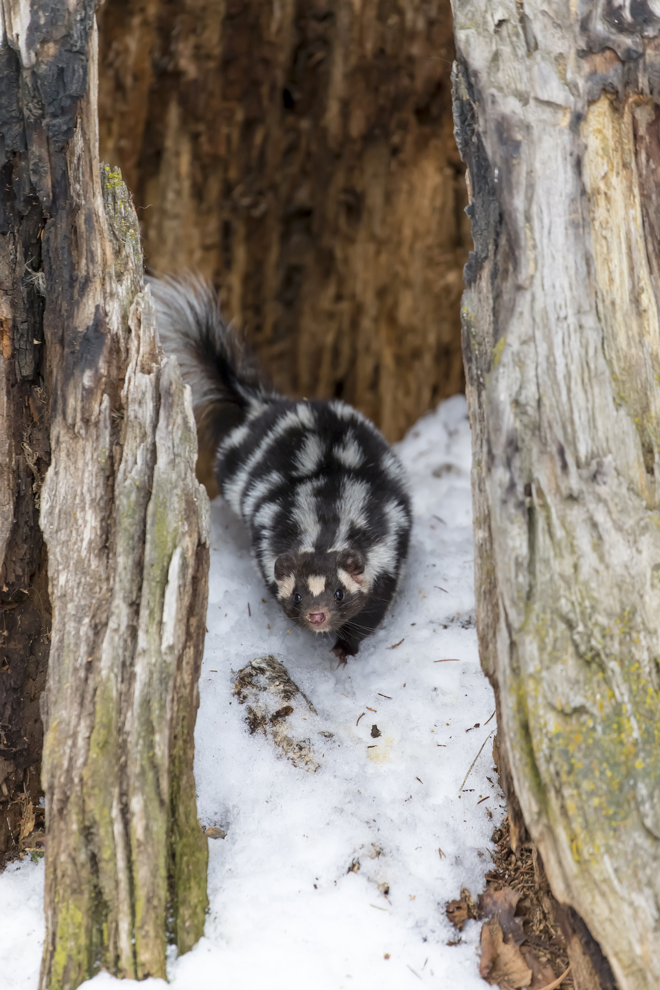 What skunks can teach us about coping with climate change