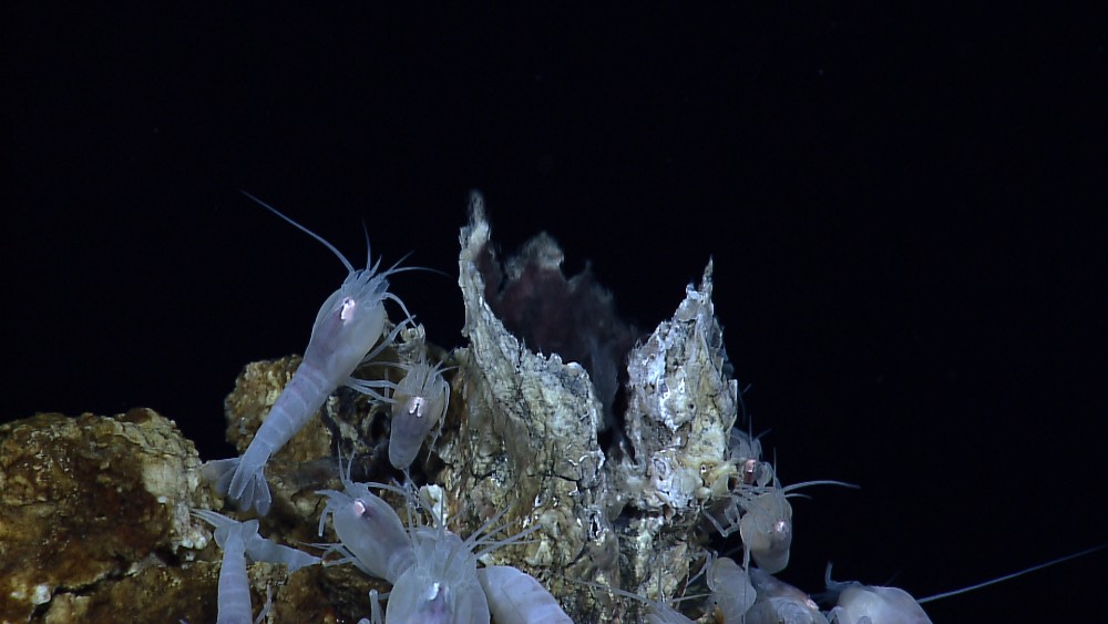 Deep-sea mining will bring inevitable loss of biodiversity, experts say