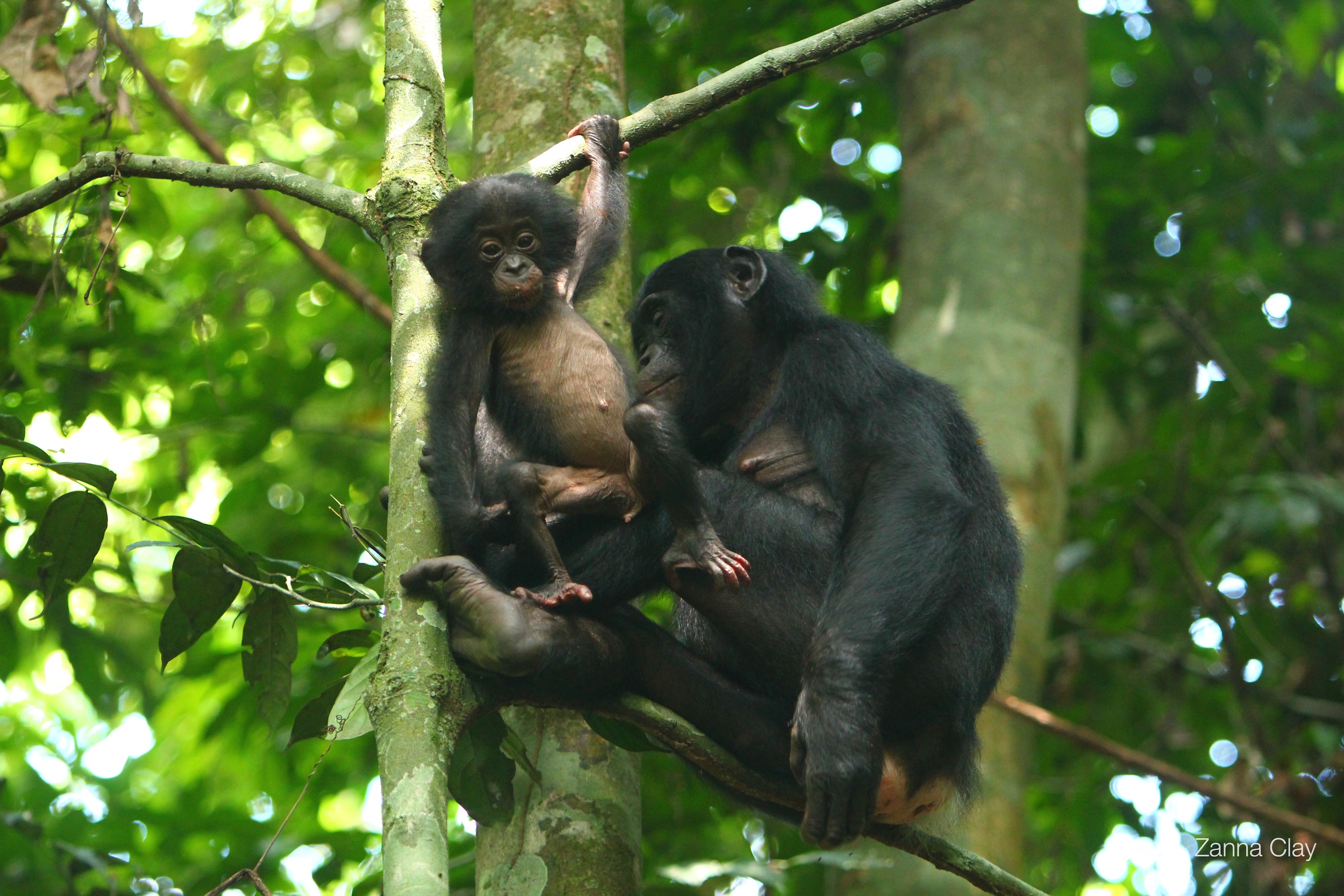 Friendly bonobos display aggressive mating tendencies