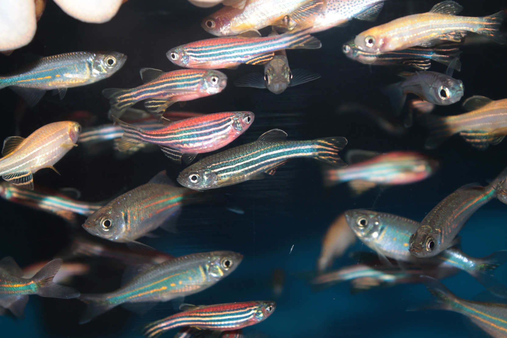 Zebrafish may hold the cure for spinal cord injuries