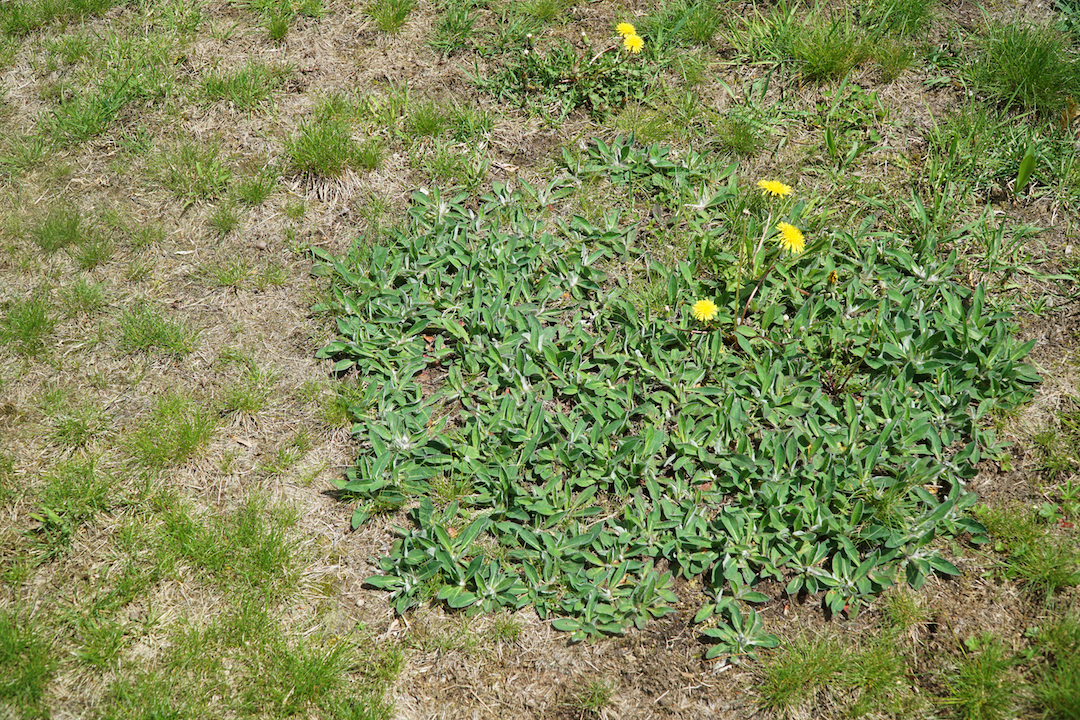 Timing is everything for stopping pesky weeds