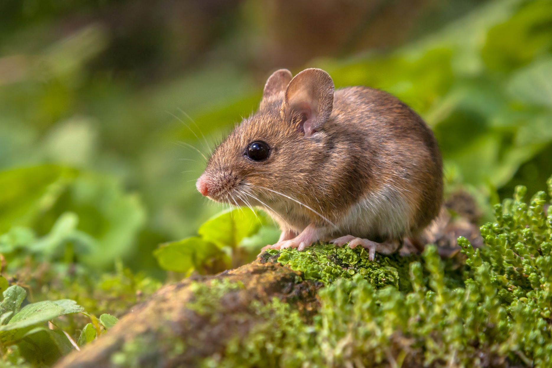 Nature vs. nature at odds in aggression of male mice
