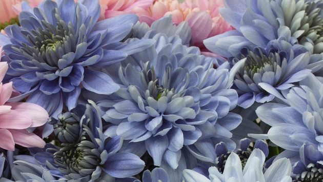 The world’s first blue chrysanthemums created in Japan