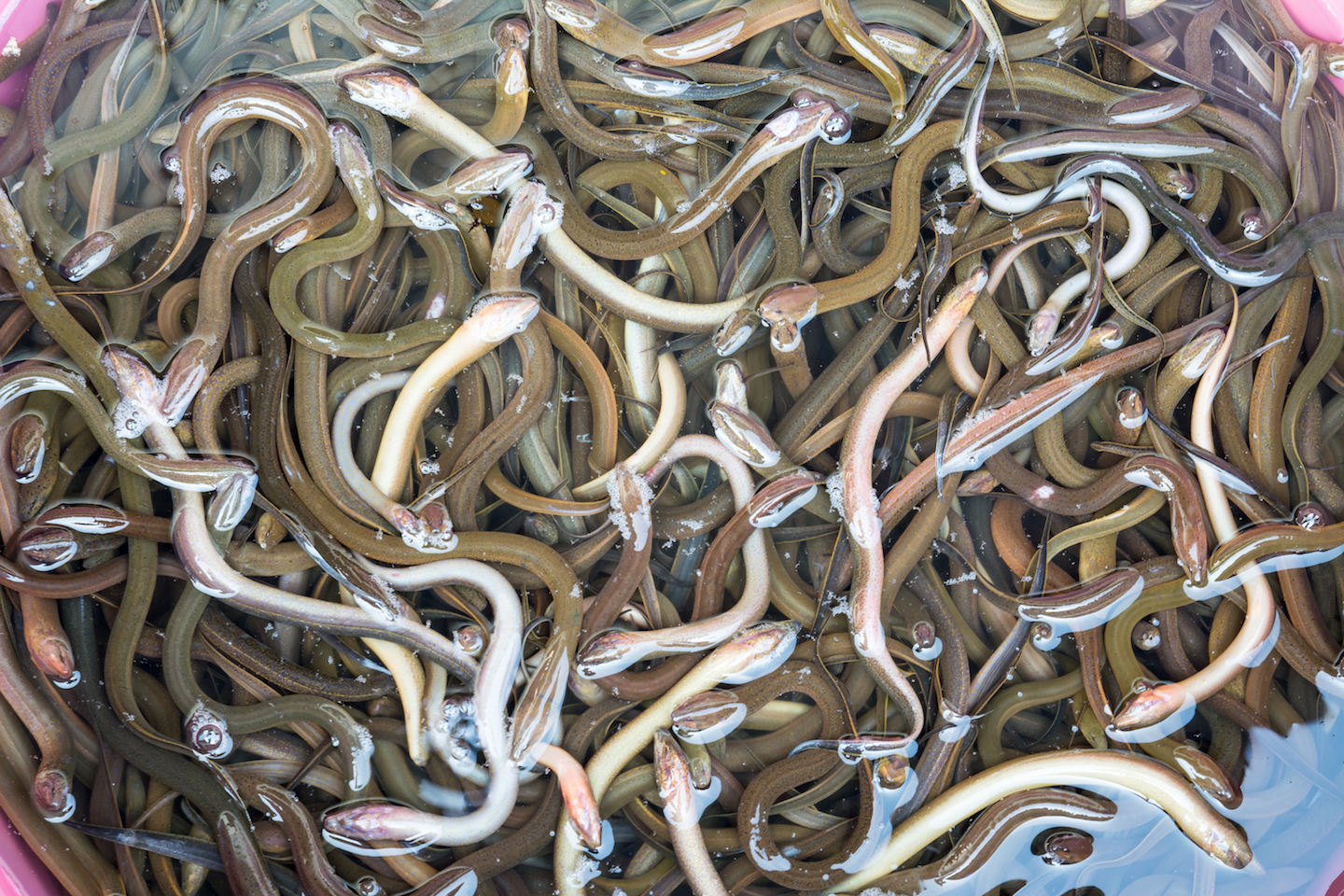 Eel poaching hits new high as black market value increases