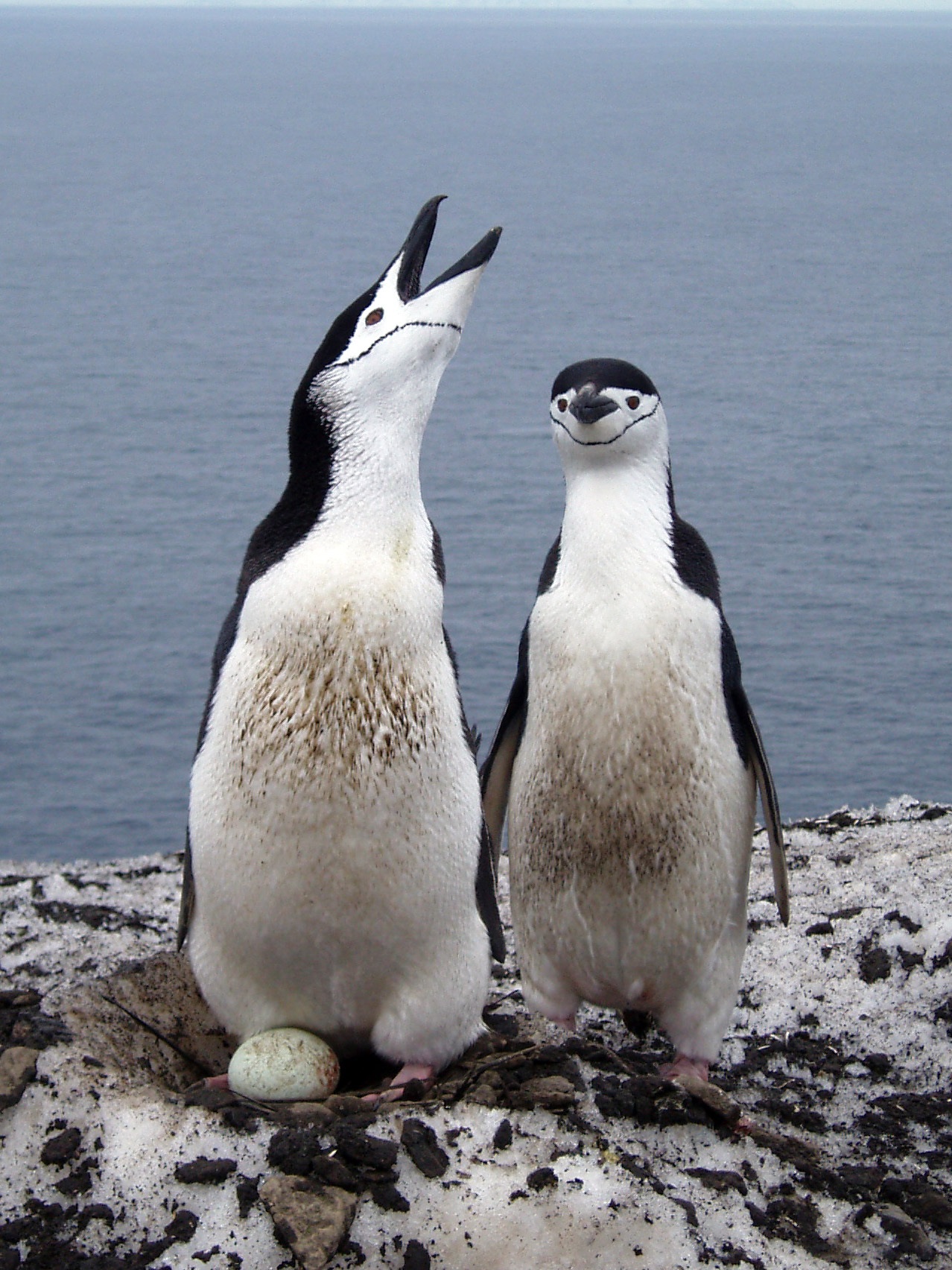 Using forensics to track migration patterns of penguins
