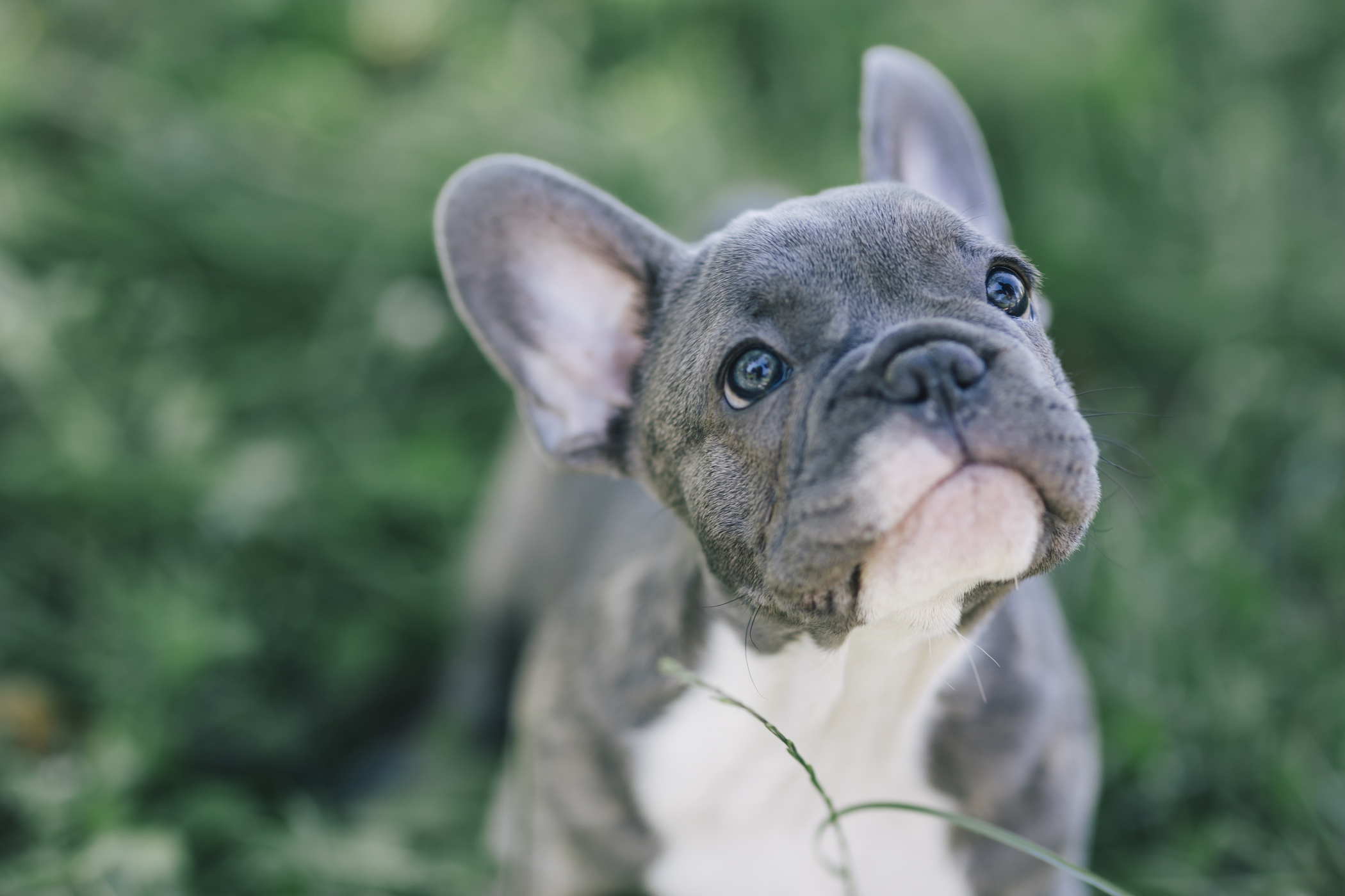 Breathing trouble in pugs and French bulldogs is tough to predict
